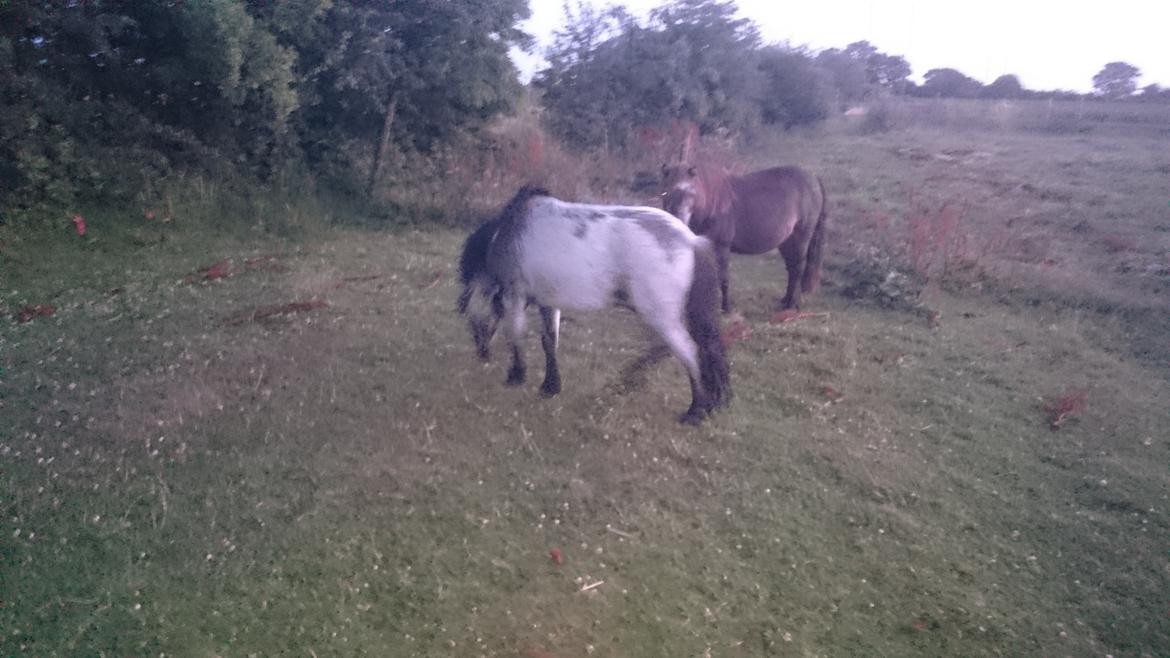 Anden særlig race Joakim  billede 7