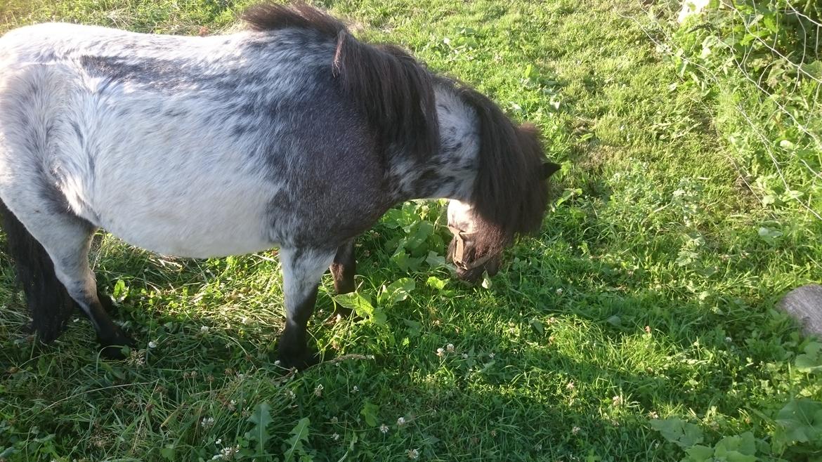 Anden særlig race Joakim  billede 5