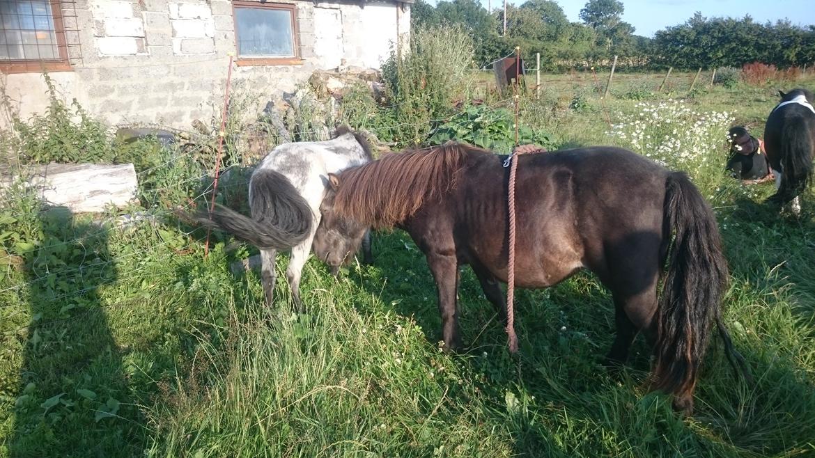Anden særlig race Joakim  billede 2