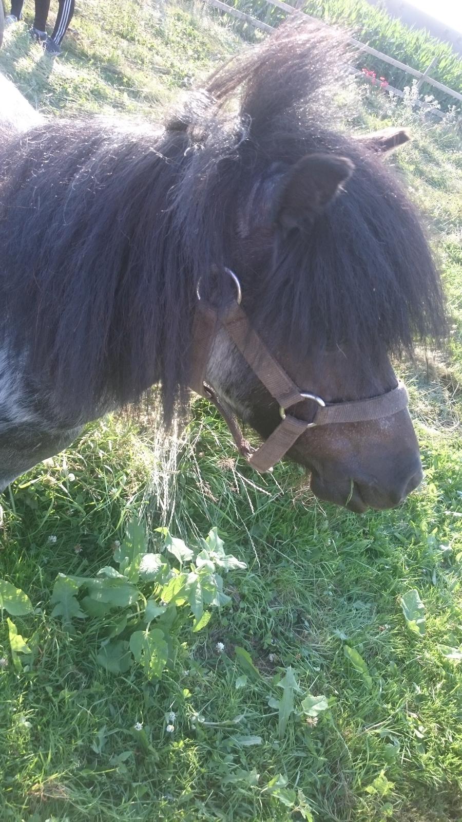 Anden særlig race Joakim  billede 3