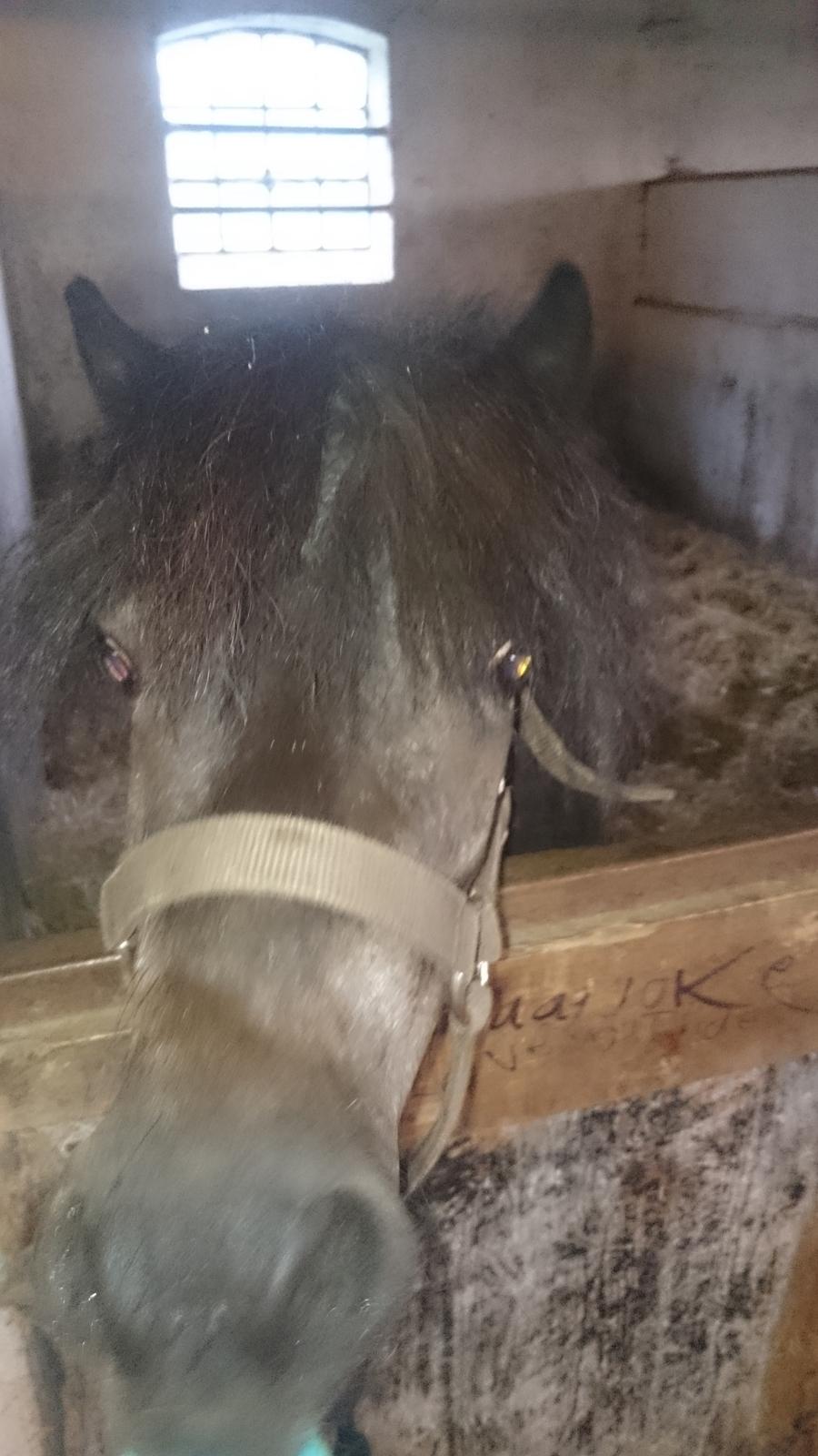 Anden særlig race Joakim  billede 8