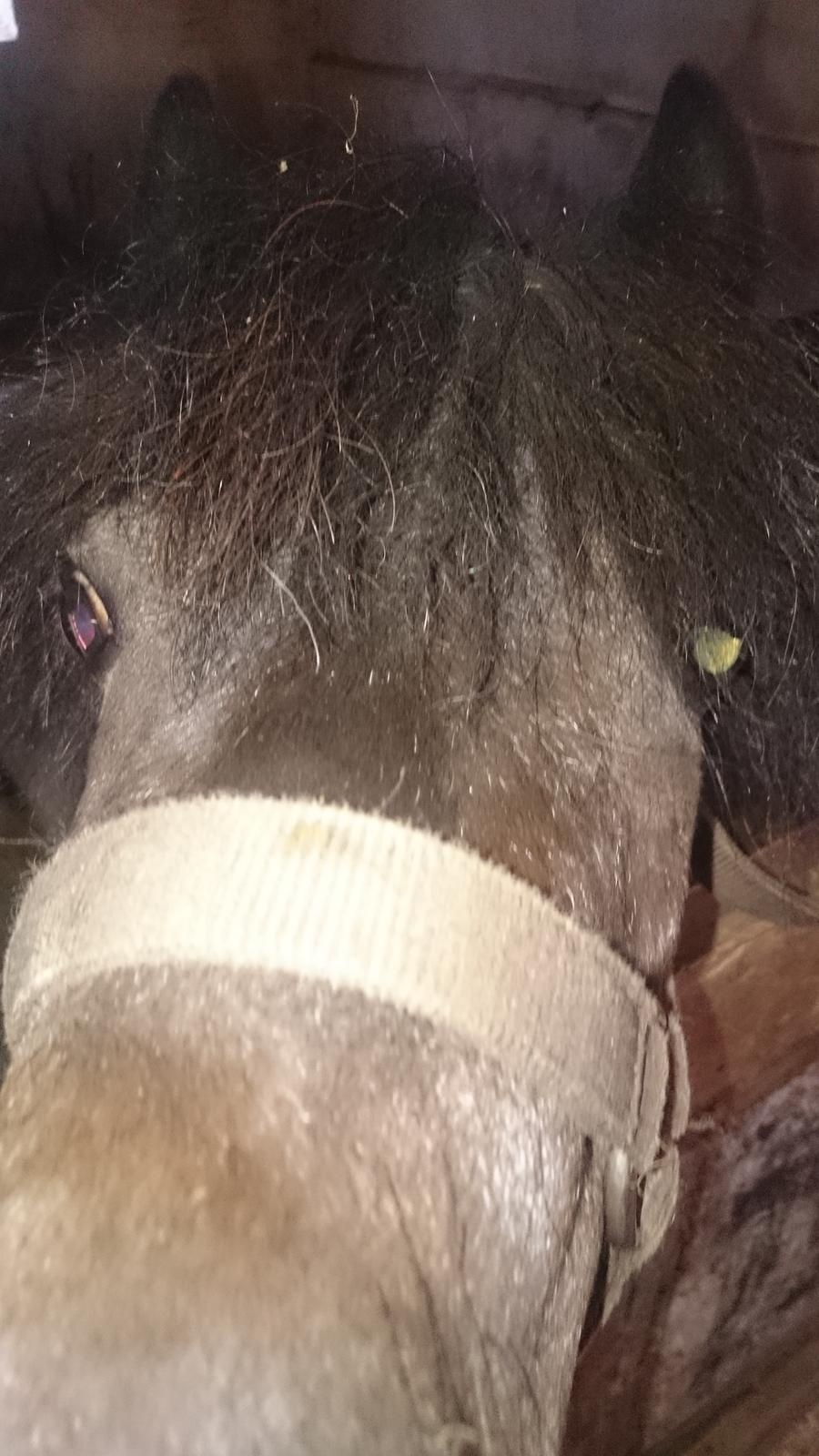 Anden særlig race Joakim  billede 9