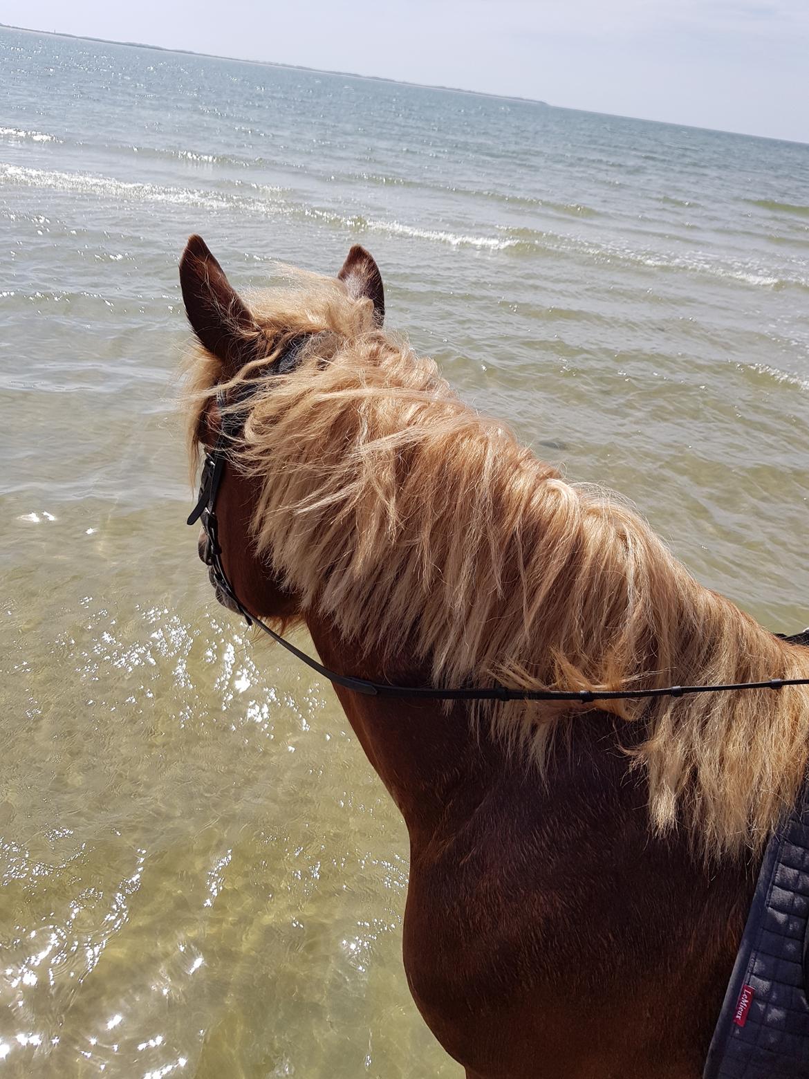 Jyde Thor - Rømø billede 8