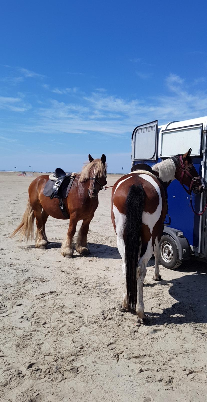 Jyde Thor - Rømø billede 9