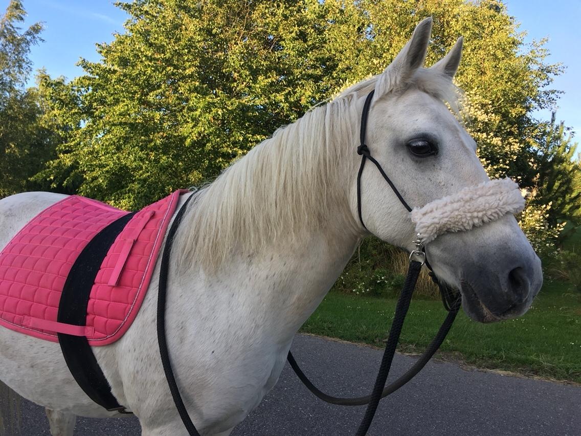 Anden særlig race - Ullive [Udlånt] billede 4