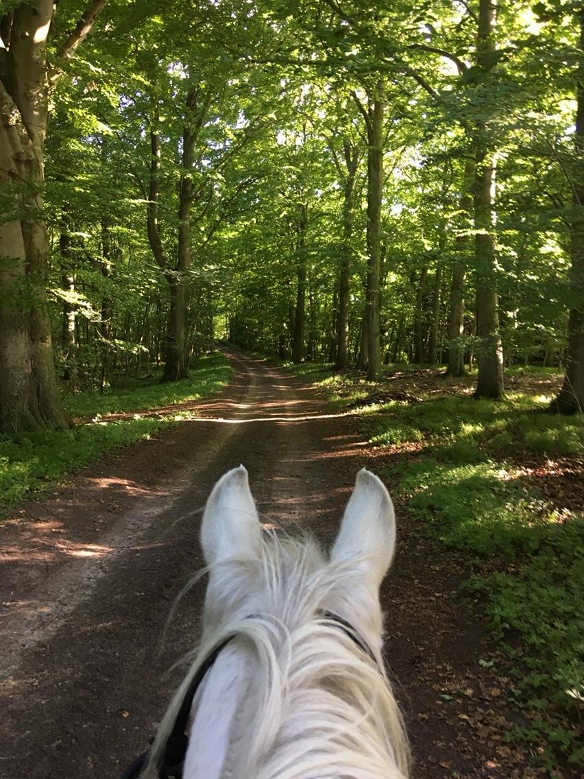 Anden særlig race - Ullive [Udlånt] billede 6