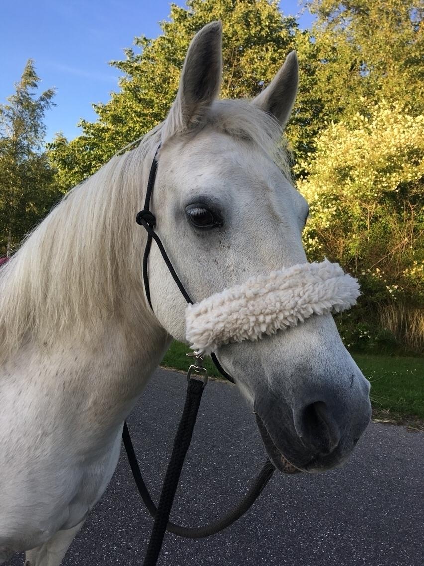 Anden særlig race - Ullive [Udlånt] billede 1