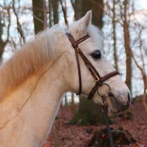 Anden særlig race - Ullive [Udlånt] billede 7