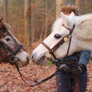 Anden særlig race - Ullive [Udlånt] billede 9