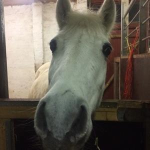 Anden særlig race - Ullive [Udlånt] billede 11