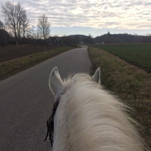 Anden særlig race - Ullive [Udlånt] billede 13