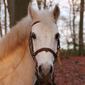 Anden særlig race - Ullive [Udlånt] billede 5