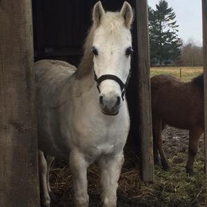 Anden særlig race - Ullive [Udlånt] billede 15