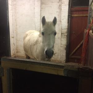 Anden særlig race - Ullive [Udlånt] billede 17