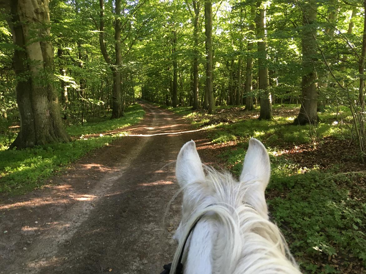 Anden særlig race - Ullive [Udlånt] billede 20