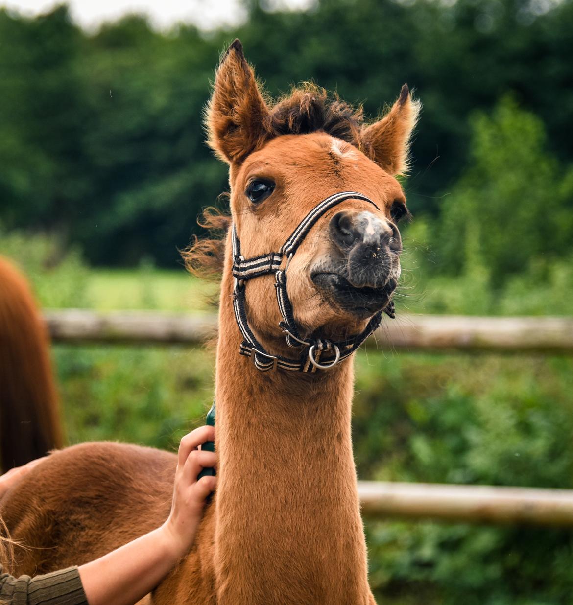 Arabisk fuldblod (OX) Tayisha Van Charm ox  billede 18