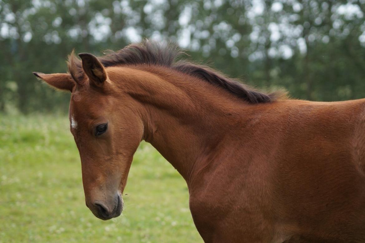 Anden særlig race Hindevadgaards Magic Choice billede 10