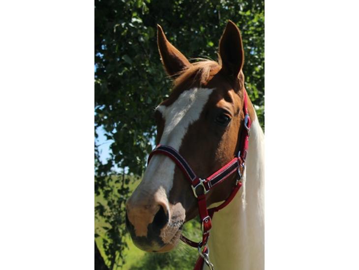 {{currentPhoto.altText}} billede {{currentPhoto.number}}