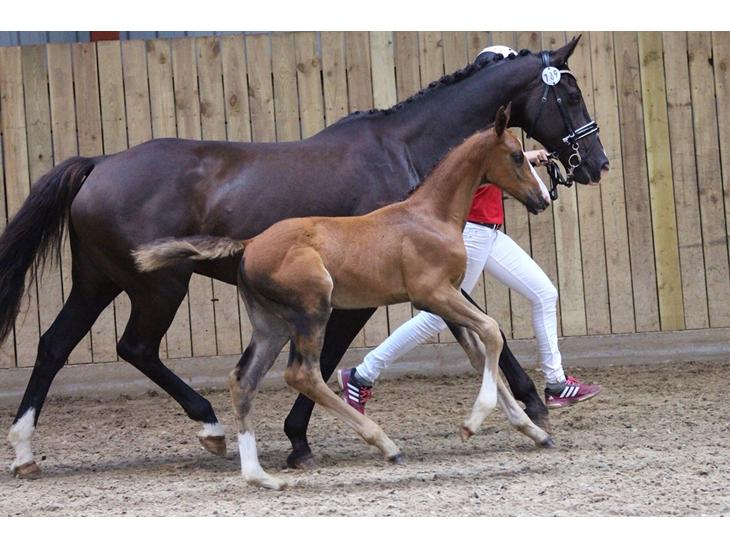 {{currentPhoto.altText}} billede {{currentPhoto.number}}