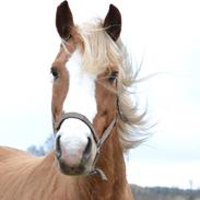 Anden særlig race Coco 