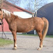 Anden særlig race Coco 