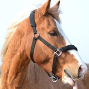 Anden særlig race Coco 