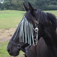 Anden særlig race Surprise