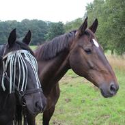 Anden særlig race Surprise