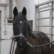 Anden særlig race Surprise