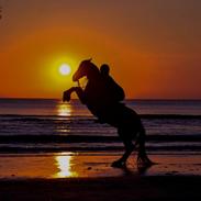 Welsh Cob (sec D) Bogensø´s Queen  ( Den smukkeste himmel hest )