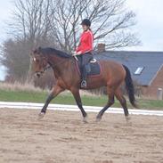 Dansk Varmblod Birknæs Cato