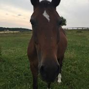 Hollandsk Sportspony Adelaide