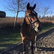 Hollandsk Sportspony Adelaide