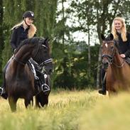 Hollandsk Sportspony Adelaide