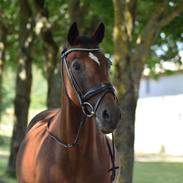 Hollandsk Sportspony Adelaide