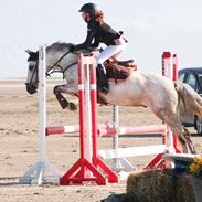 Welsh Partbred (Sec F) Stald Poppels Nemo