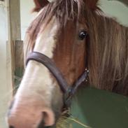 Irish Cob Messie Jessie