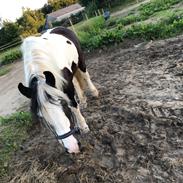 Irish Cob Stald Shadow Gypsy
