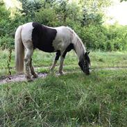 Irish Cob Stald Shadow Gypsy