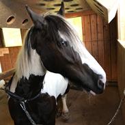 Irish Cob Stald Shadow Gypsy