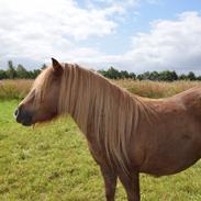 Shetlænder Krabbes kasandra