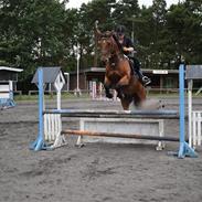 Anden særlig race Qwendolyn (også kaldt Q)