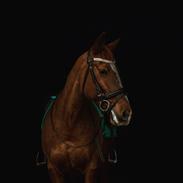 Anden særlig race Sunrise/Sunnie