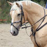 Palomino Amberloid