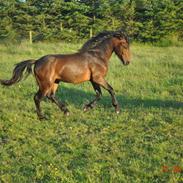 Dartmoor Skovlyets Dario Z