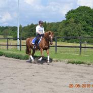 Anden særlig race Oliver