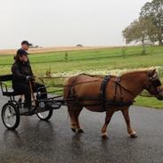 Shetlænder Emma