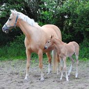 Palomino Monza's Touché