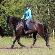 Pura Raza Española Duque CCC