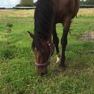 Dansk Varmblod Sonet